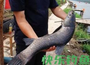 黑坑能钓青鱼吗，如何钓滑口青鱼(图4)