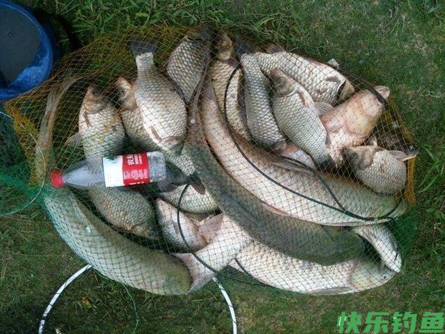 黑坑能钓青鱼吗，如何钓滑口青鱼(图5)