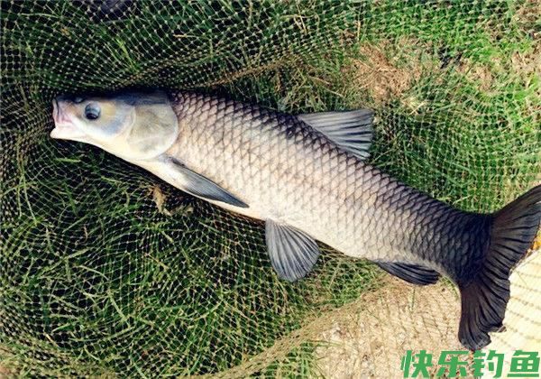 钓青鱼用这饵料和小药效果最好，大青鱼连竿上(图1)