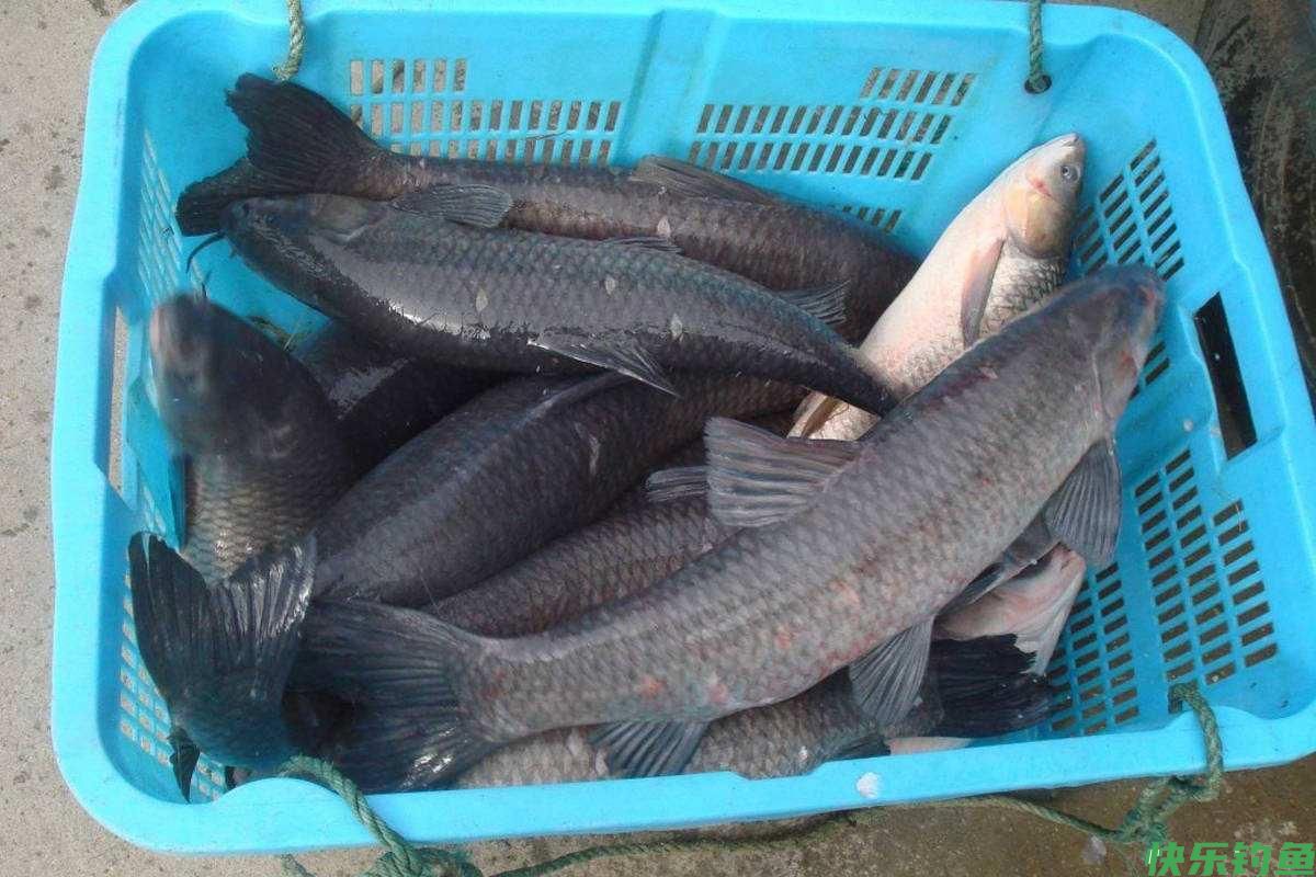 钓青鱼用这饵料和小药效果最好，大青鱼连竿上(图2)