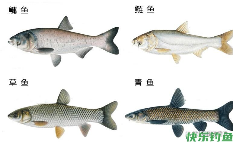 这才叫“品”！野钓百斤大鱼，价值几万说放就放，你做的到？(图8)