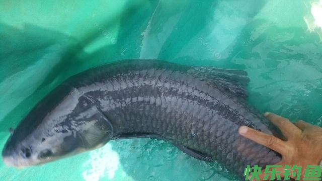 黑坑钓青鱼的4大要素，把握好了钓青鱼不再难(图3)