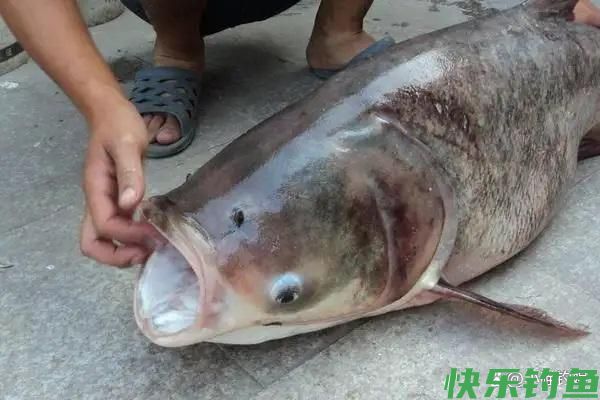 钓鱼人认为最好钓的6种鱼，你都钓到过几种？(图1)