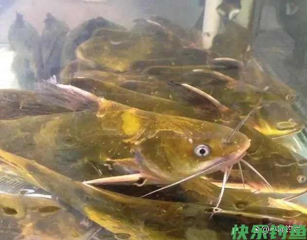 钓鱼人认为最好钓的6种鱼，你都钓到过几种？(图4)