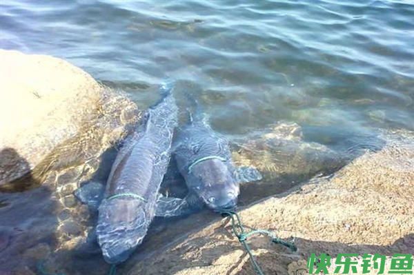 你钓的鱼最大有多大？钓鱼“世界纪录”中，这些大鱼令人难以置信(图8)