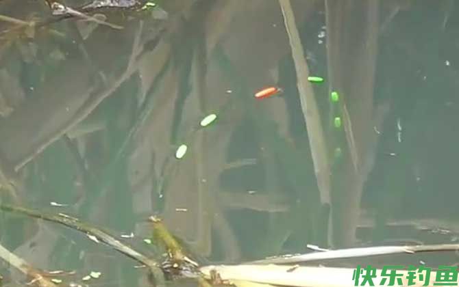 朝天钩挂玉米钓鲤鱼技巧和方法(图5) 朝天钩挂玉米钓鲤鱼技巧和方法(图5)