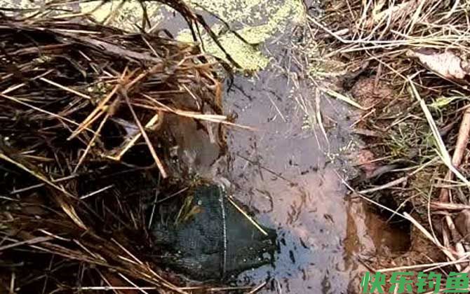 虾笼放深水还是浅水？(图2)