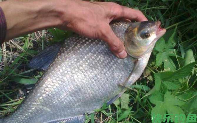 钓鳊鱼的最佳方法(图5)