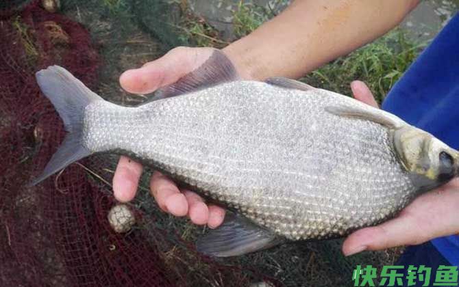钓鳊鱼的最佳方法(图7)