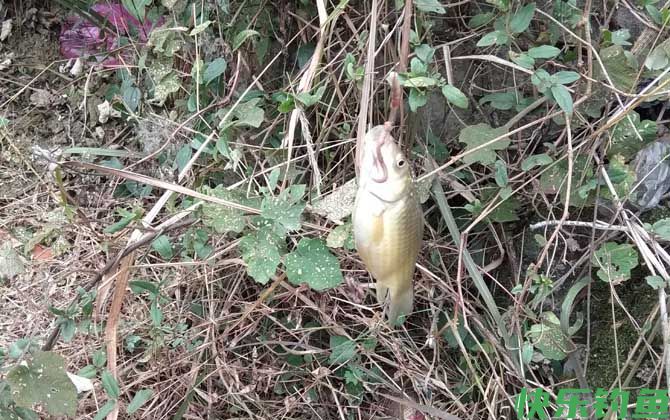 野钓鲫鱼怎么找钓点？(图4)