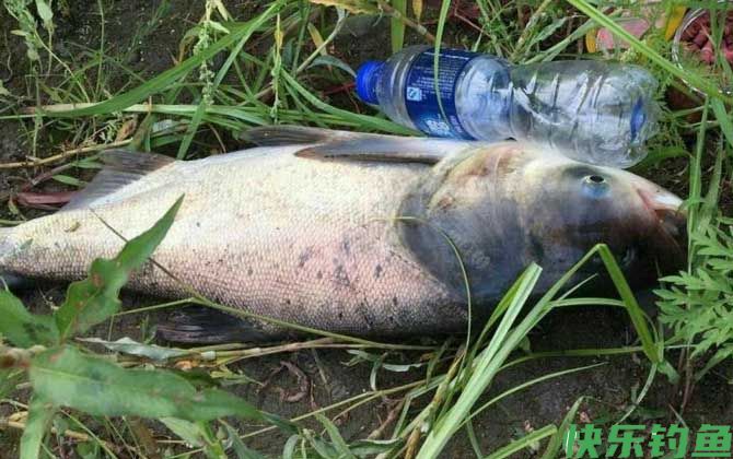 冬天抛竿钓鲢鳙钓多深？(图1)
