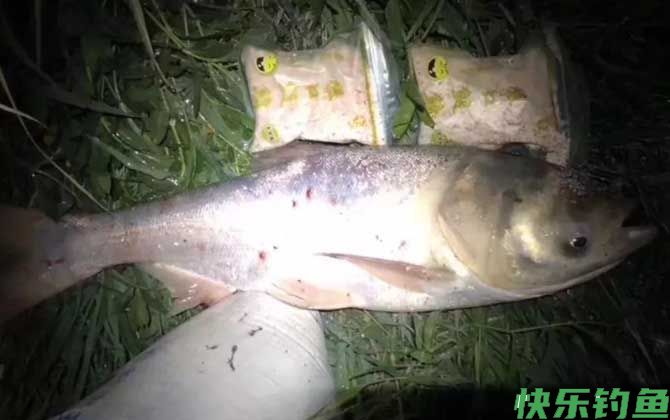 夏天夜钓鲢鳙最佳时间(图1)