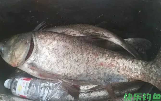 夏天夜钓鲢鳙最佳时间(图3)