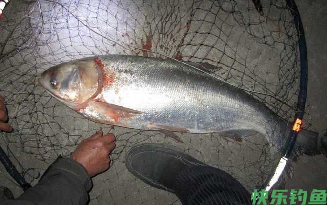 夏天夜钓鲢鳙最佳时间(图4)