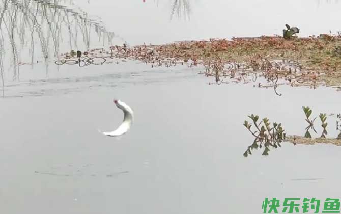 蚯蚓钓白条效果怎么样？(图1)