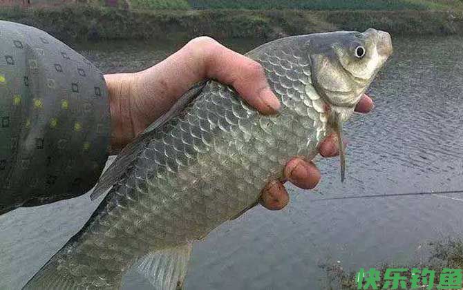 河里钓鲫鱼用什么饵料好？(图2)