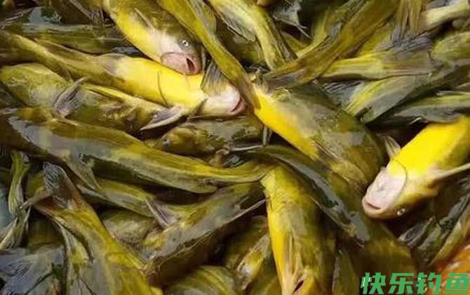 钓黄辣丁最好的秘方(图3)
