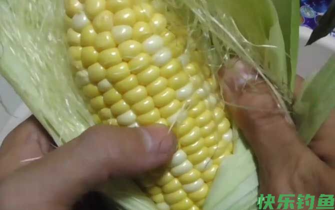 野钓嫩玉米饵料制作方法及配方(图4)