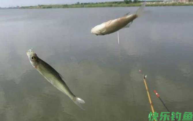 钓白条鱼如何调漂？(图3)
