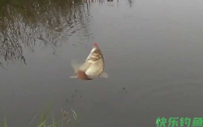 秋季钓鱼钓顺风还是逆风？(图4)
