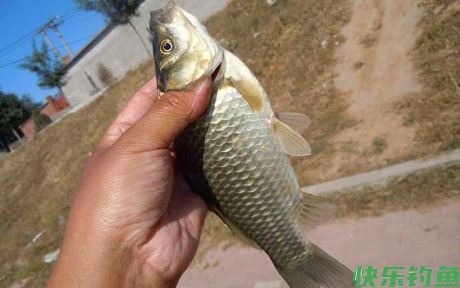 钓鲫鱼的温度多少合适？(图1)