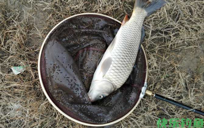 水库钓鲤鱼钓近还是钓远？(图2)