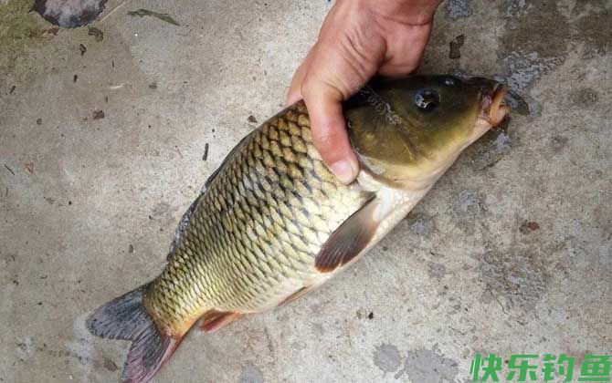 水库钓鲤鱼钓近还是钓远？(图5)
