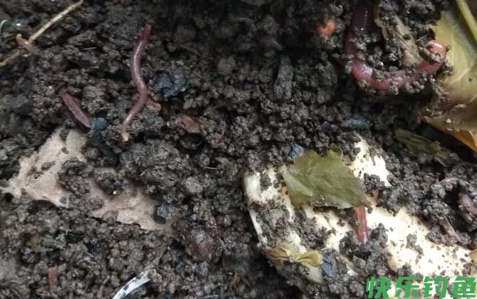 蚯蚓养殖技术和方法(图3)