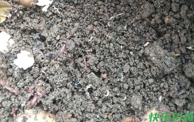 蚯蚓养殖技术和方法(图4)