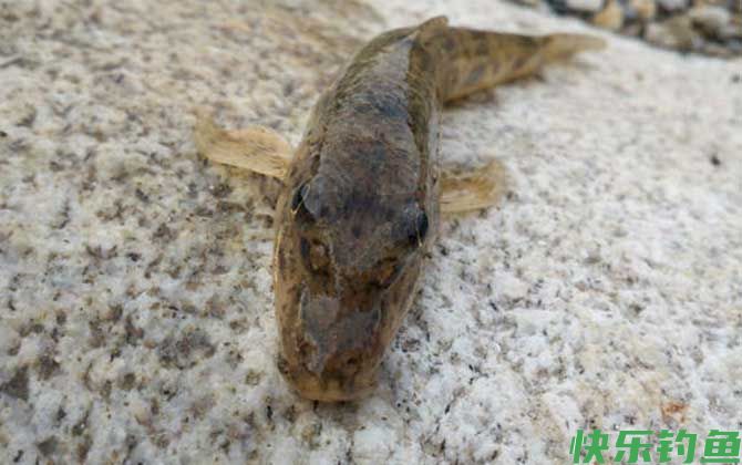 溪流钓用什么钓饵？(图2)