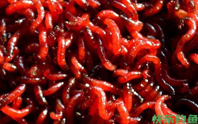 钓鱼饵料种类大全及介绍(图1)