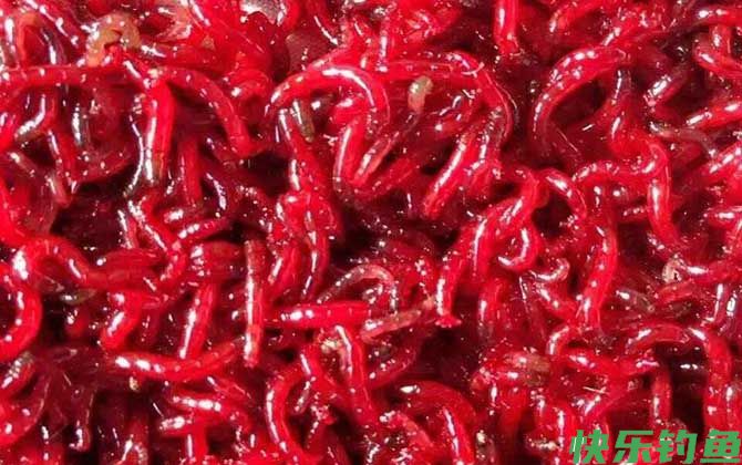 钓鱼饵料种类大全及介绍(图3)