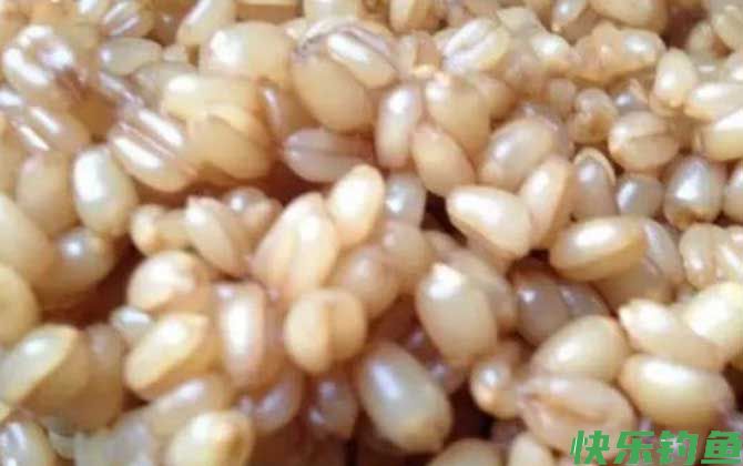 钓鱼饵料种类大全及介绍(图5)