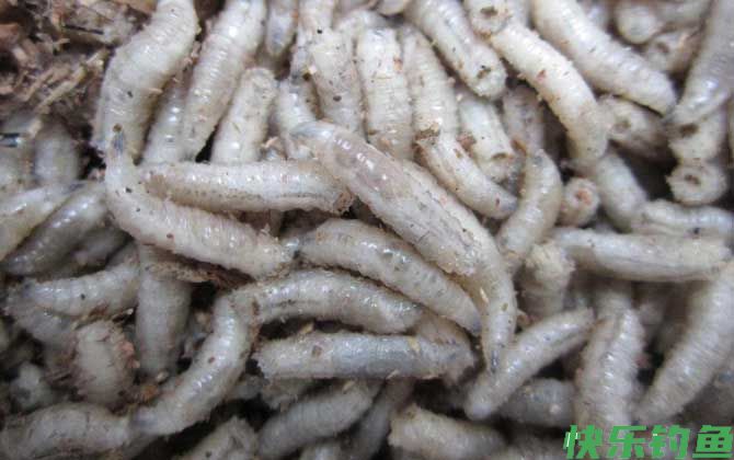 钓鱼饵料种类大全及介绍(图7)