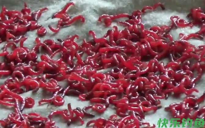 黄尾饵料排行榜第一名是什么？(图6)