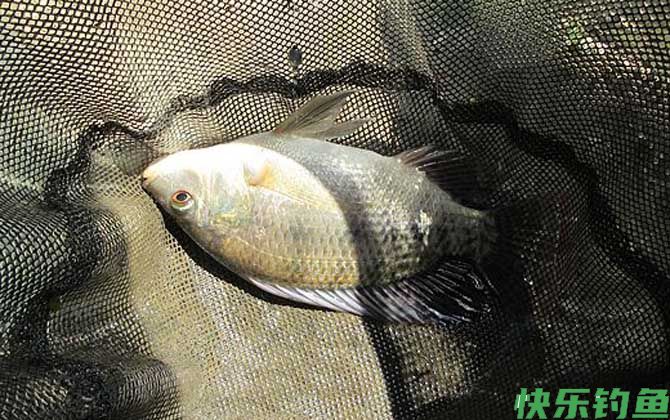 钓罗非鱼经典饵料配方大全(图4)