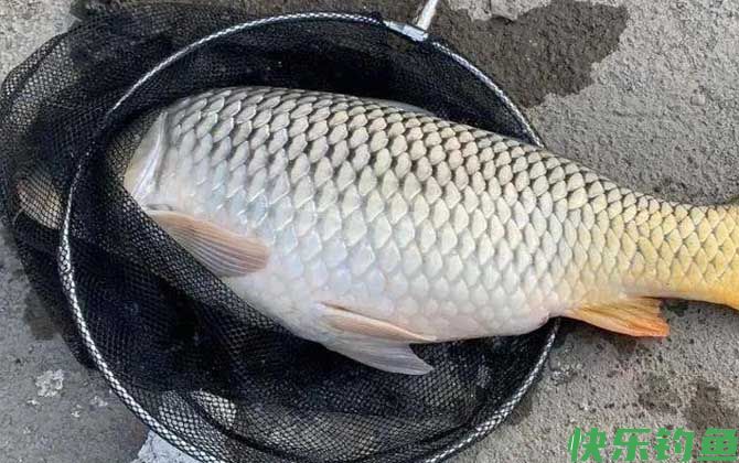 红薯味饵料适合钓什么鱼？(图1)