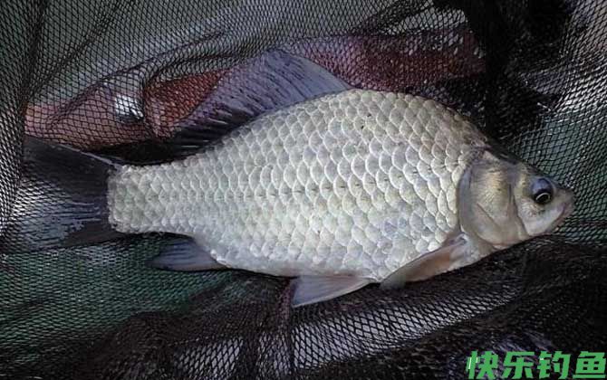 红薯味饵料适合钓什么鱼？(图4)