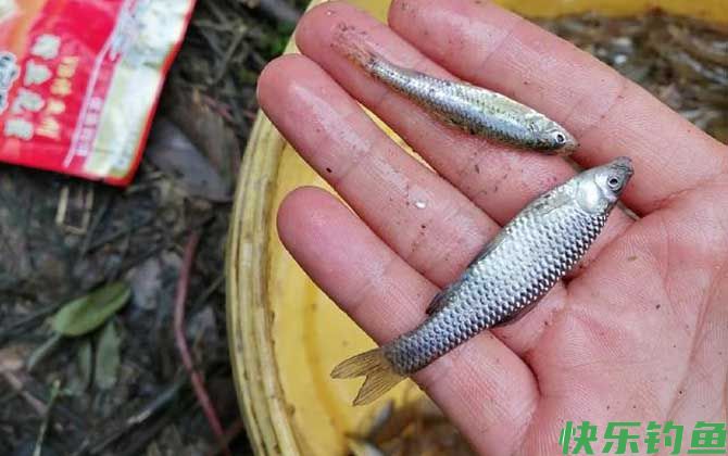 麦穗鱼闹窝怎么钓鲫鱼？(图1)