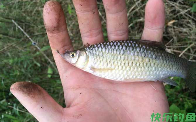 麦穗鱼闹窝怎么钓鲫鱼？(图2)