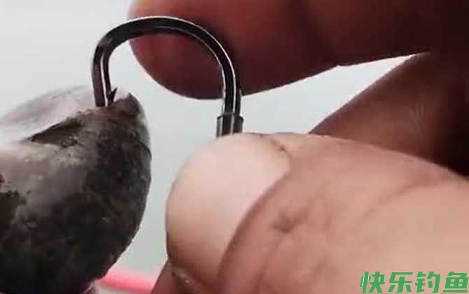 挂田螺钓鱼的正确方法(图3)