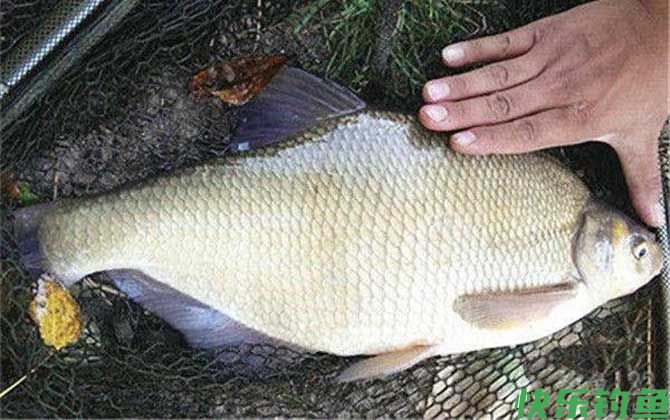 野钓鳊鱼最佳水深是多少？(图4)