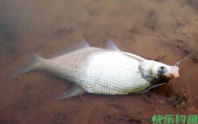 野钓鳊鱼最佳水深是多少？(图1)