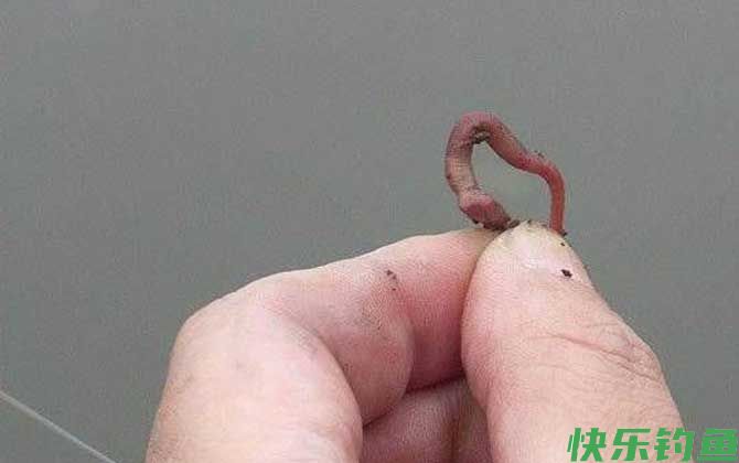 春天蚯蚓钓鲫鱼技巧及注意事项(图4)