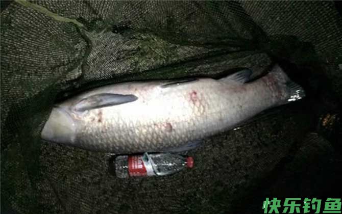 青鱼怎么钓上鱼快?(图5) 青鱼怎么钓上鱼快?(图5)