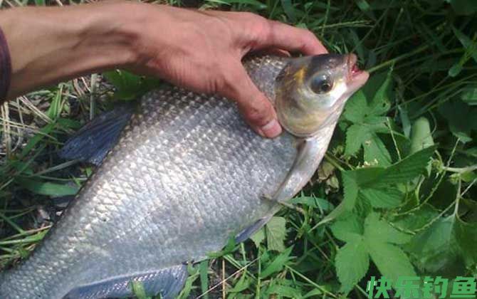 钓鳊鱼用什么饵料最好？(图1)