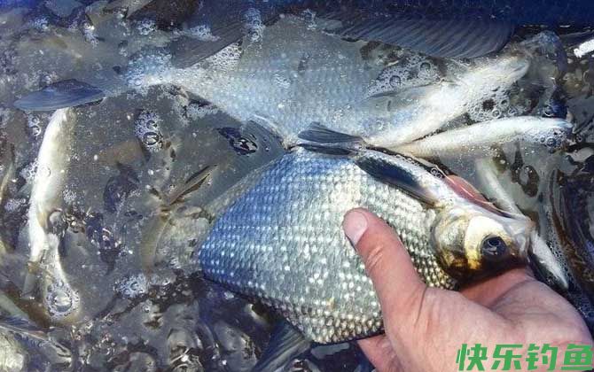 钓鳊鱼用什么饵料最好？(图2)