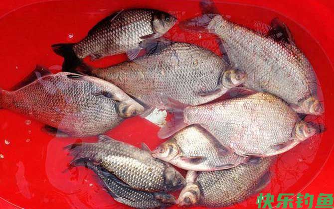 钓鳊鱼用什么饵料最好？(图4)