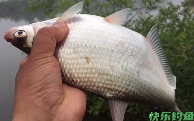 鳊鱼用什么钓最好？(图1)