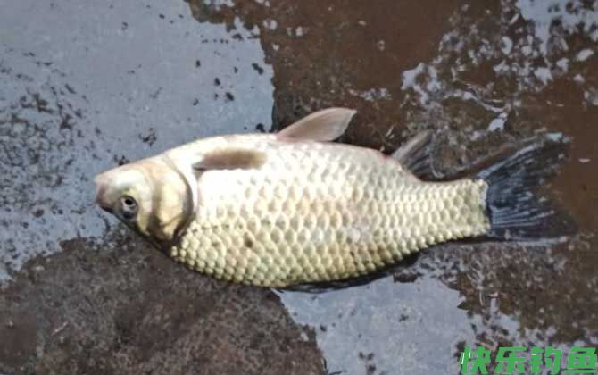 什么味道最吸引鲫鱼？(图4)